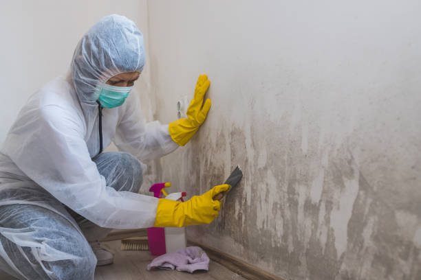 Best Emergency Mold Remediation in Pierce, CO
