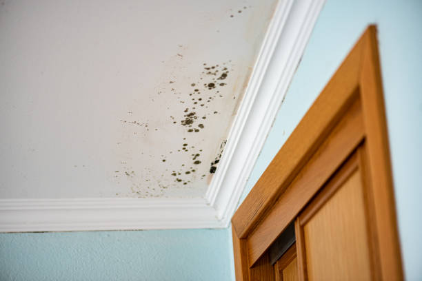 Best Localized Mold Remediation (e.g., coastal areas, humid climates) in Pierce, CO